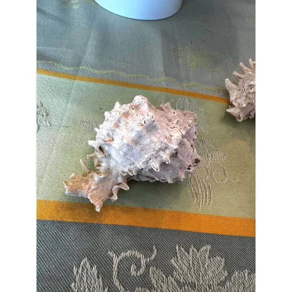4 Murex sea shells white and pink